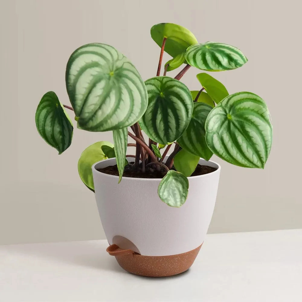 Self Watering Plant Pots Set of Three Indoor Outdoor with Drainage Saucer Reservoir White