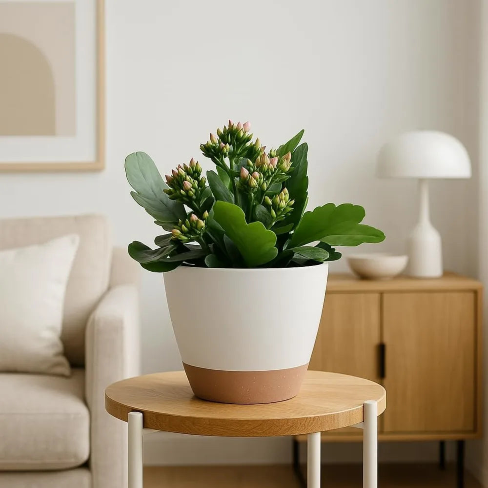 Self Watering Plant Pots Set of Three Indoor Outdoor with Drainage Saucer Reservoir White